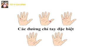 Các Đường Chỉ Tay Đặc Biệt: Coi Tướng Số Hay Nhất