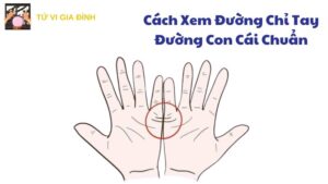 Cách Xem Đường Chỉ Tay Đường Con Cái Chuẩn